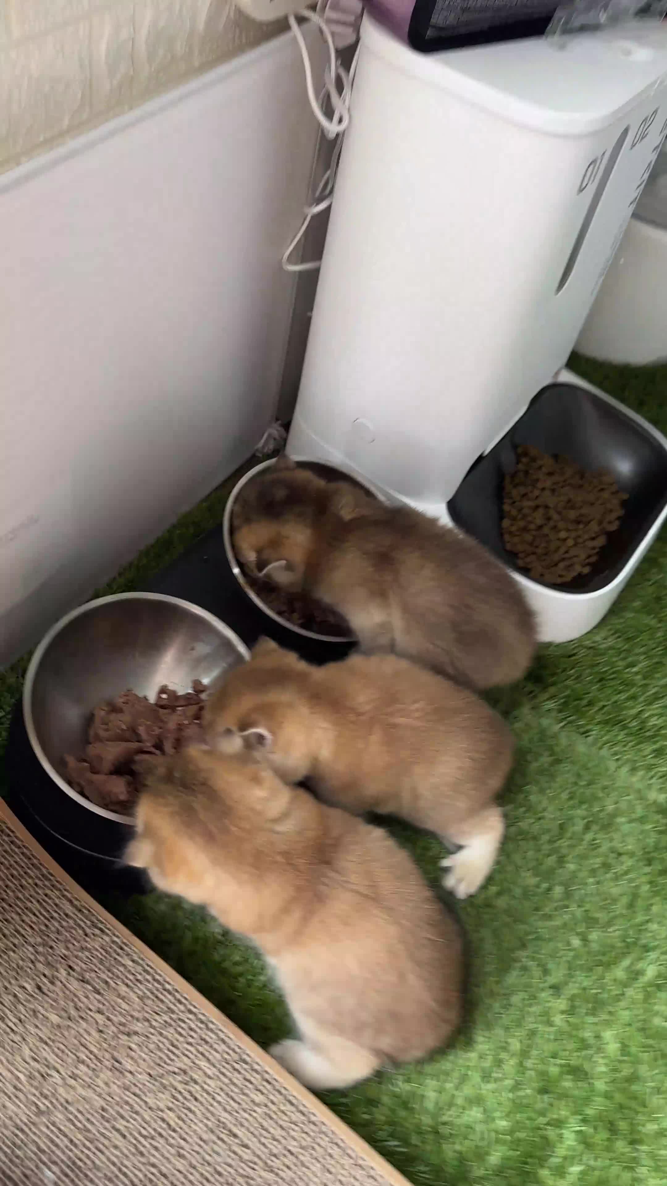 Scottish Fold cats for sale:     Beautiful Scottish Kittens for Reservation 🥰 - Video 5
