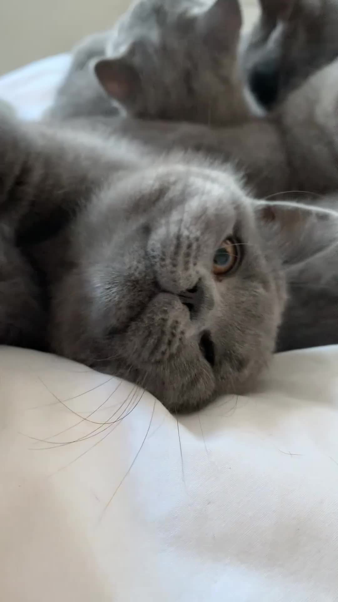 British Shorthair cats for sale: British Shorthair Blue Kittens 💛 Raised with Love - Video 2