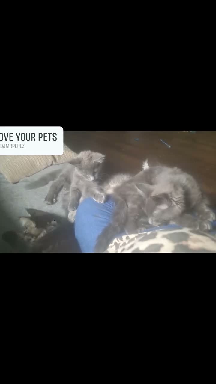Maine Coon cats for sale: Tica registered DNA tested parents poly Maine Coon - Video 3