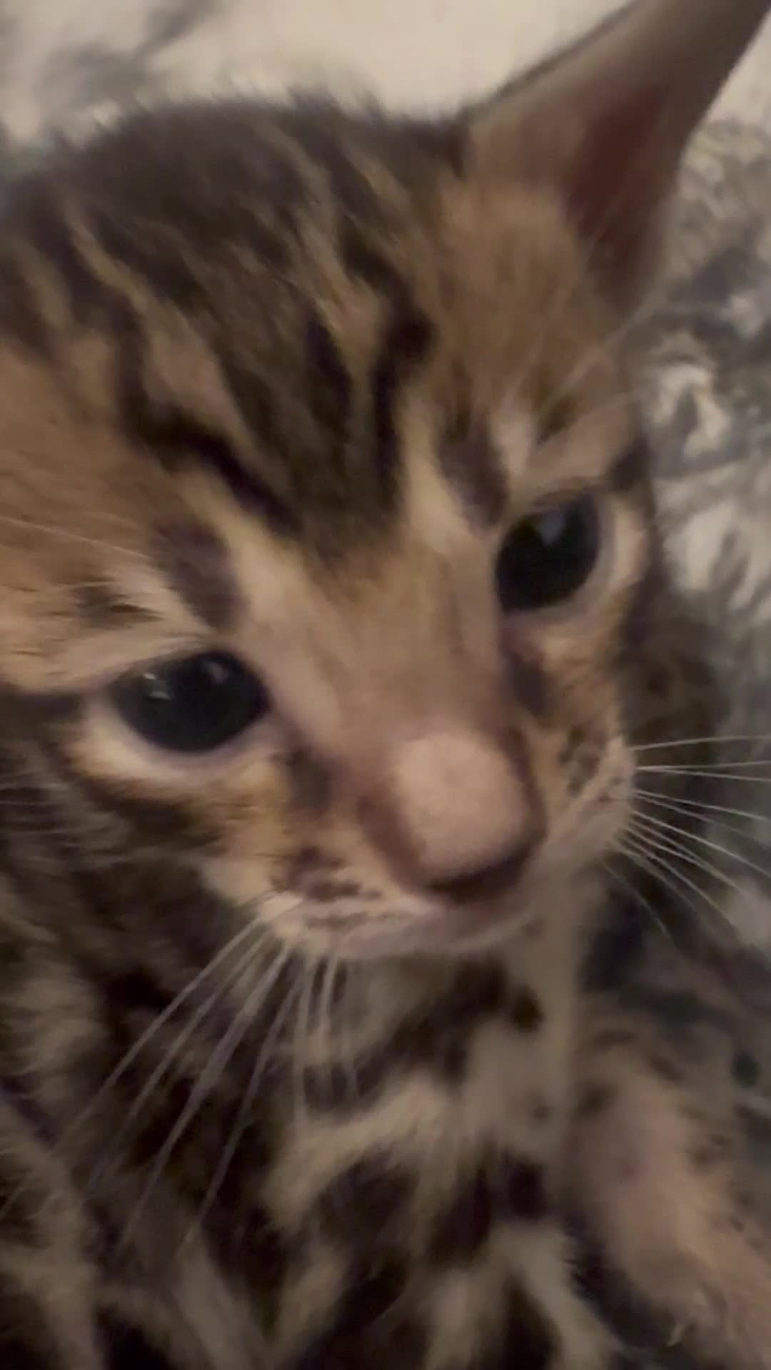Bengal cats for sale: Bengal X Savannah kittens  in Feltham - Video 1