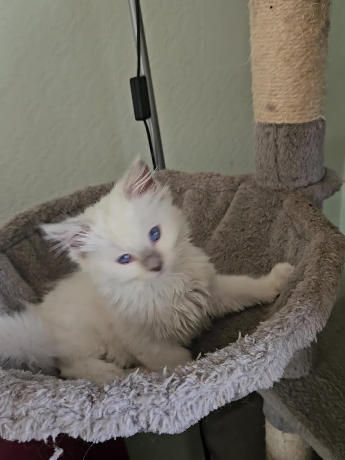 Ragdoll cats for sale: Fluffy female ragdoll - Video 1