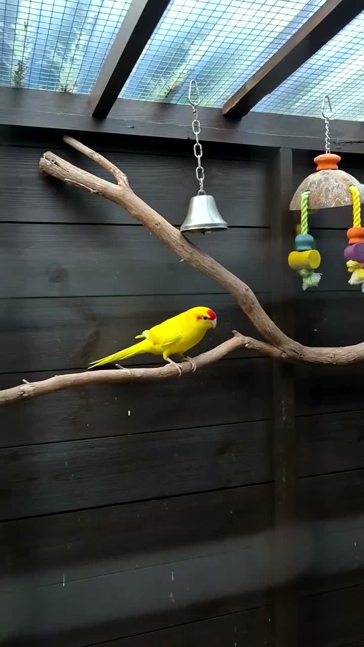 Parakeets birds for sale: Kakariki  - Video 2