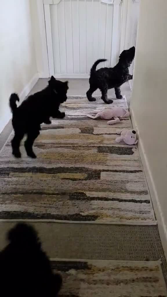 Poodle dogs for sale: Royal Standard Poodle Puppies in Swindon - Video 1