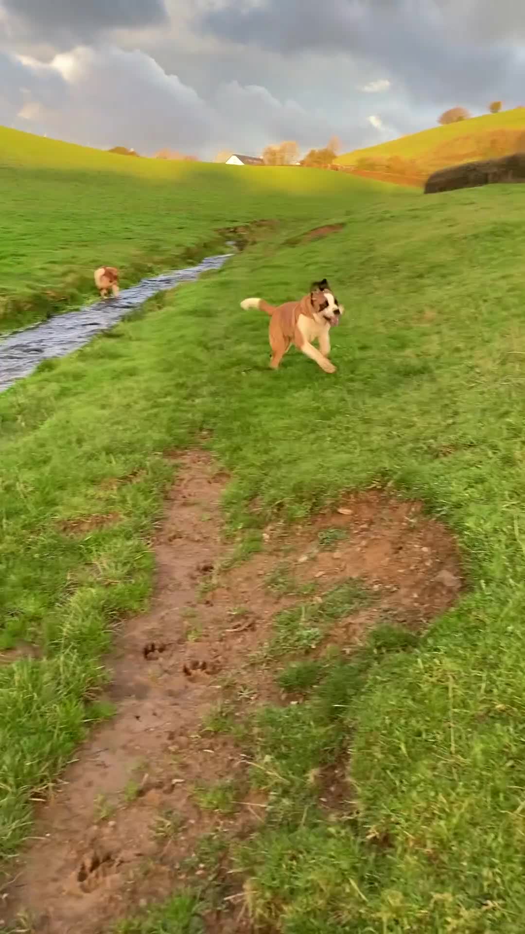 Saint Bernard dogs for sale: Saint puppy from HIP & ELBOW tested parents  - Video 1