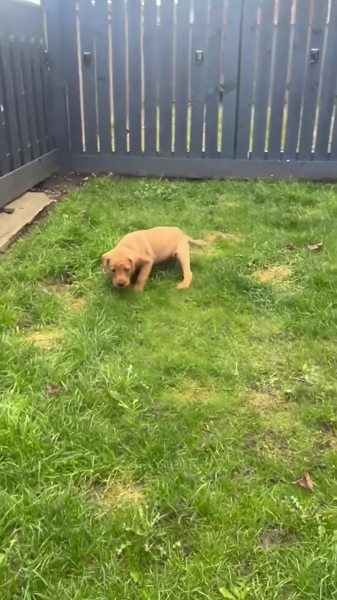Labrador Retriever dogs for sale: fox red Labrador - Video 3