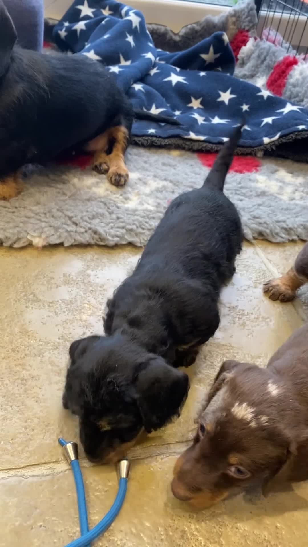 Miniature Dachshund dogs for sale: Miniature Wire-Haired Dachshund ready 18 March   in Llandovery - Video 3