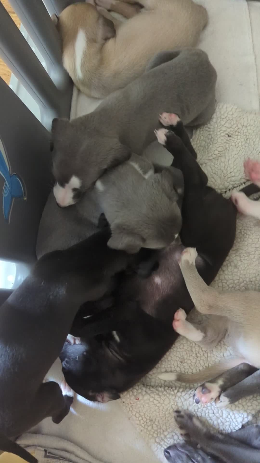 Whippet dogs for sale: Super friendly KC registered whippet pups - Video 2