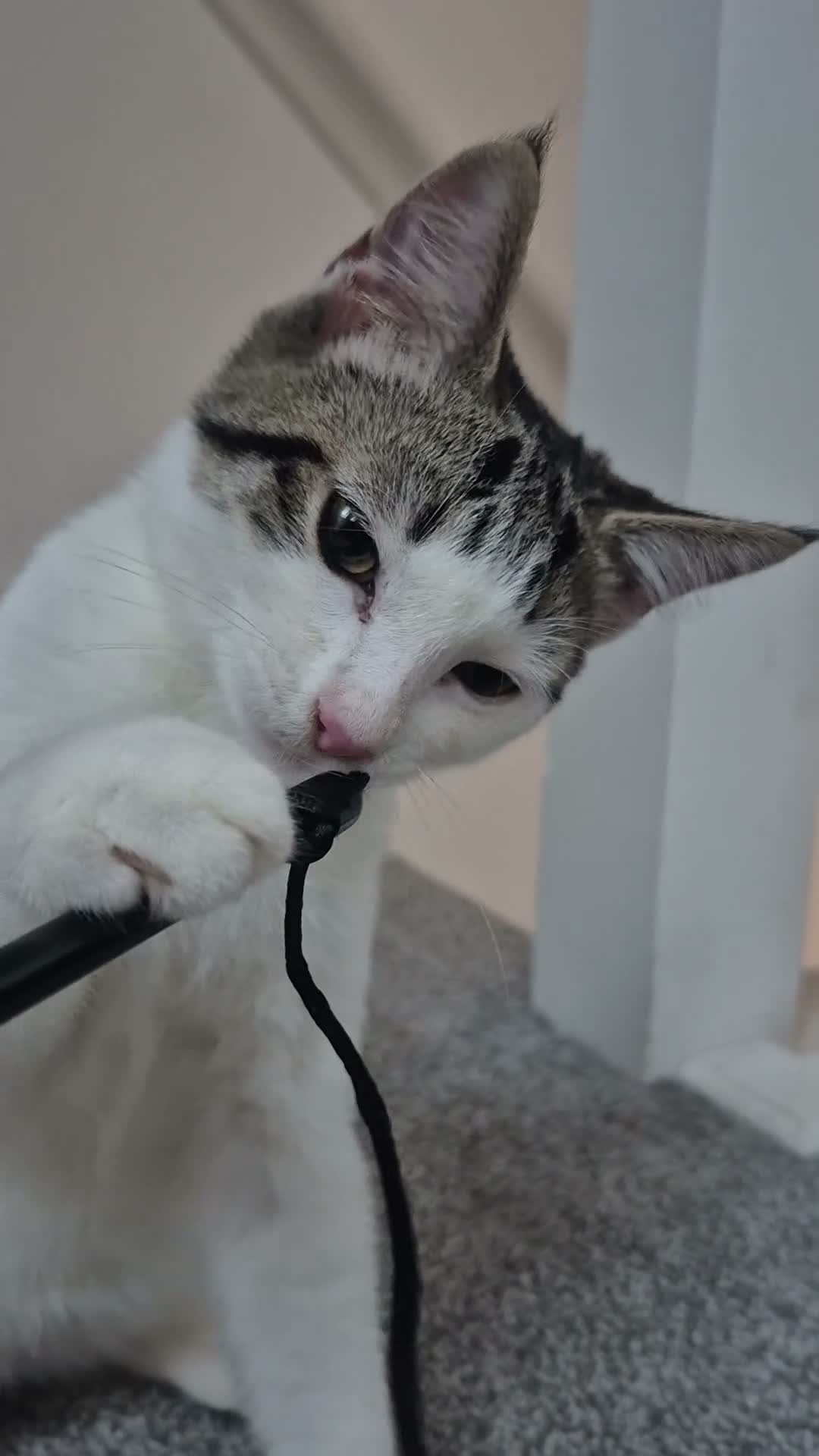 Mixed Breed cats for sale: 4m/o male foster for new home  - Video 1
