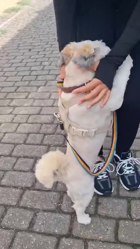 Lhasa Apso dogs for sale: Beautiful Percy looking for his forever family  in Waltham Abbey - Video 2