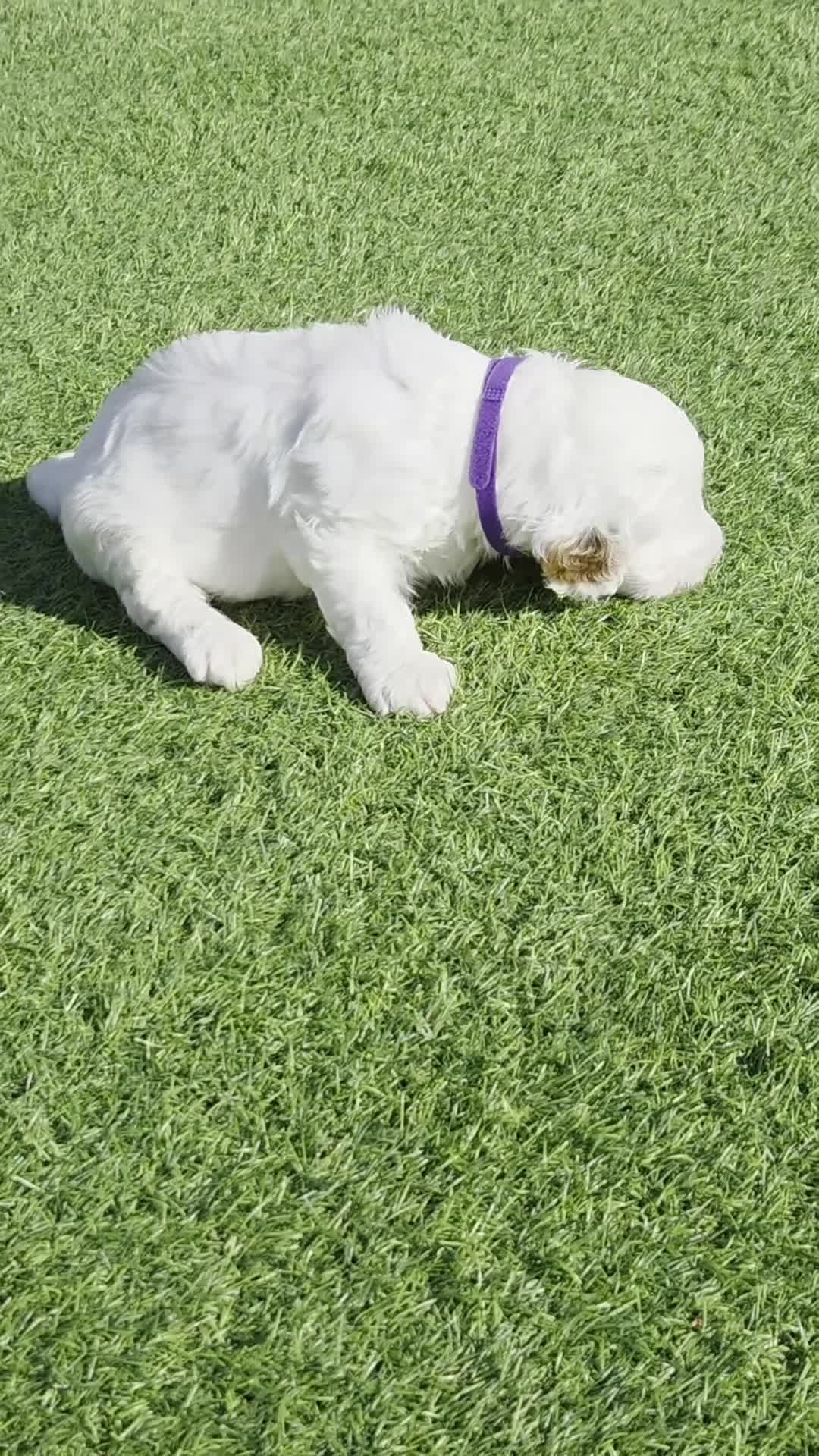 Australian Labradoodle dogs for sale: Australian Labradoodle Puppies  - Video 2