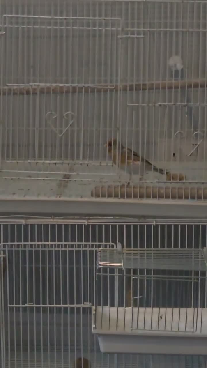 Finches birds for sale: 2026 bbc rung goldfinch mule - Video 1