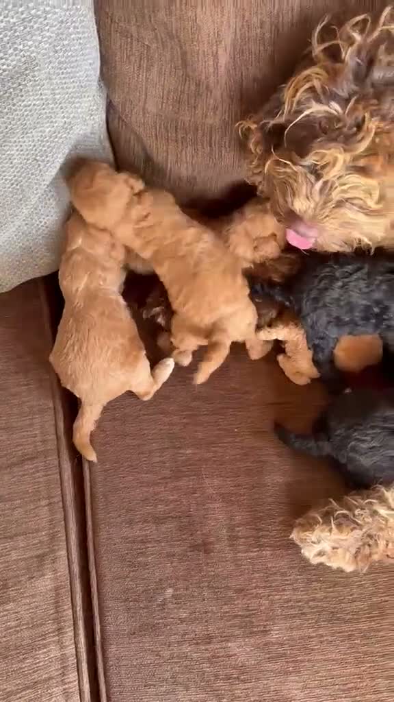 Cockapoo dogs for sale: 5 Cockapoo ready now liensed breeder  - Video 1