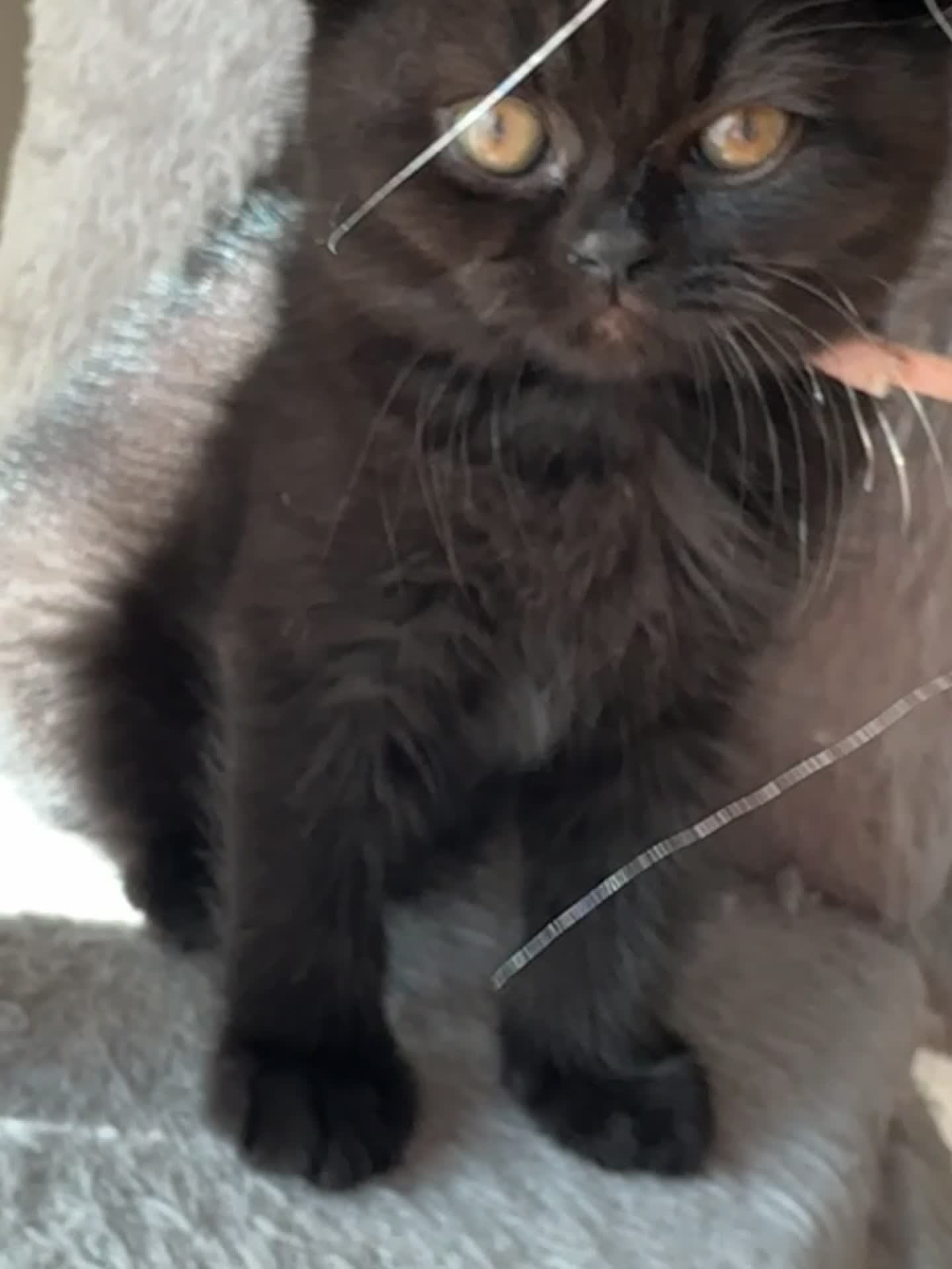British Shorthair cats for sale: Bagira – Gorgeous Black British Shorthair Kitten❤️ - Video 1