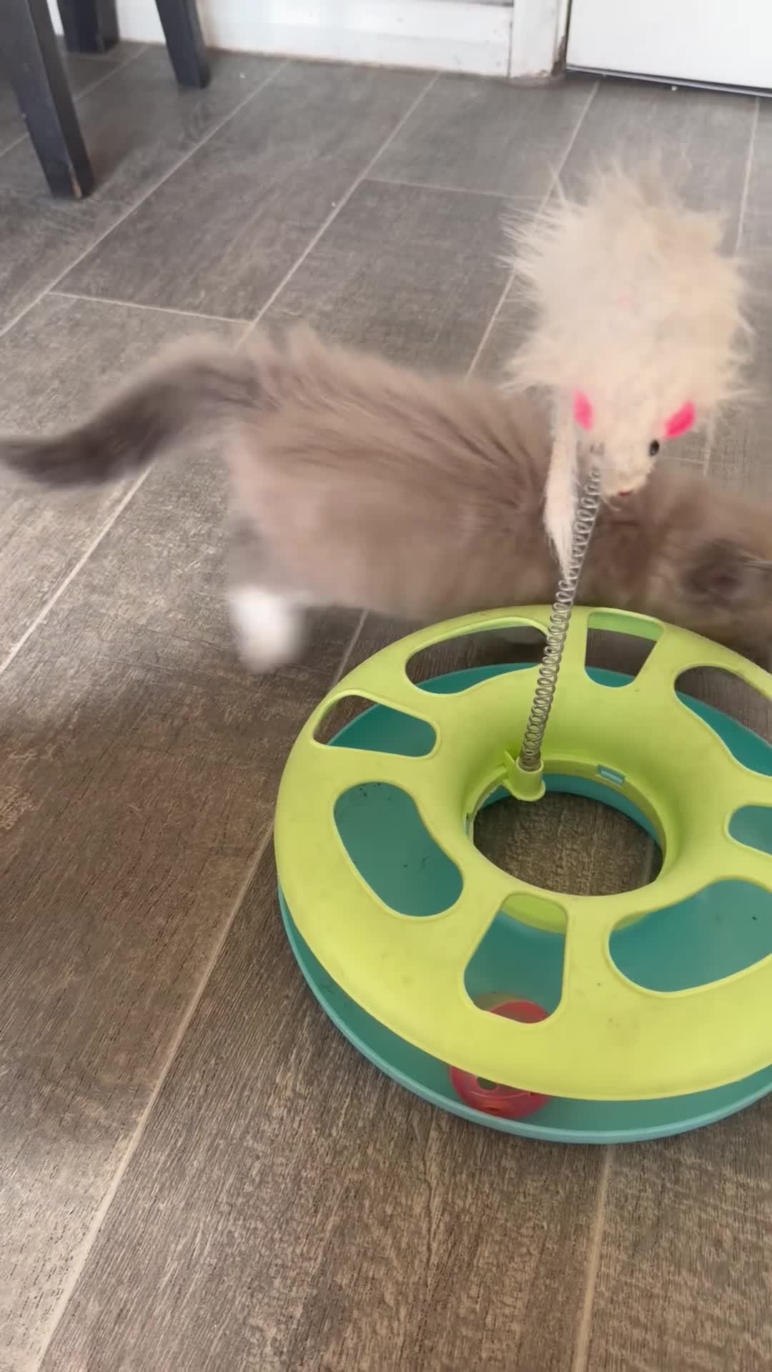 Mixed Breed cats for sale: Ragdoll Cross Ready now - Video 1