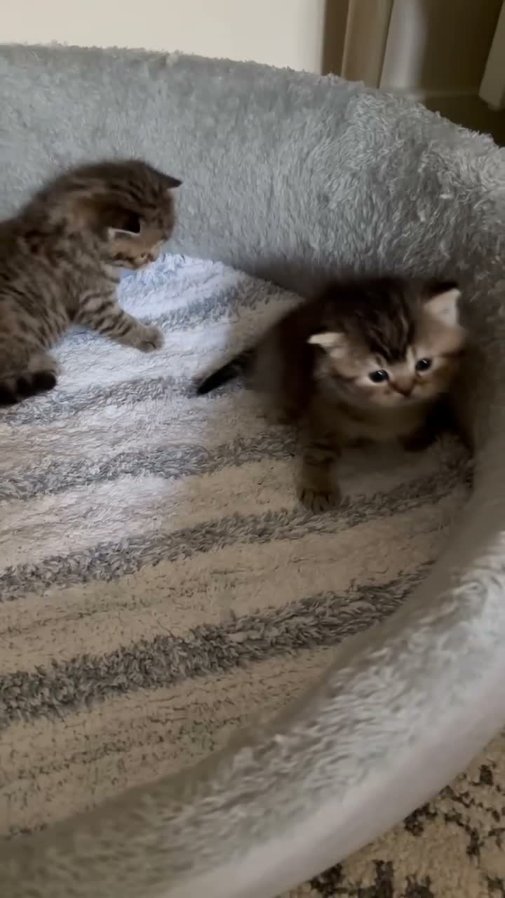 British Shorthair cats for sale: Pedigree British Shorthair  - Video 5