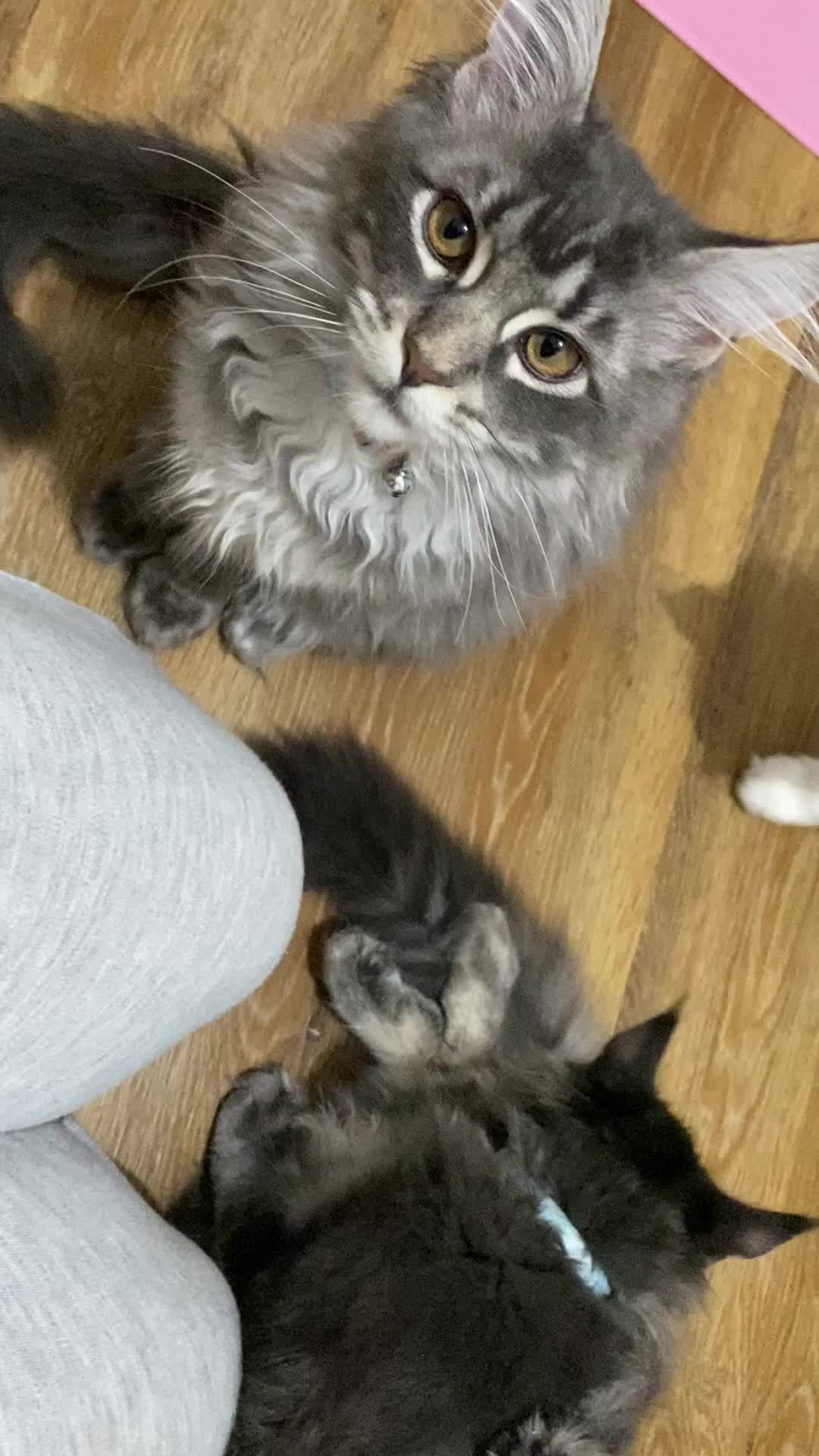 Maine Coon cats for sale: Maine Coon Kittens Ready for Their Forever Homes - Video 5