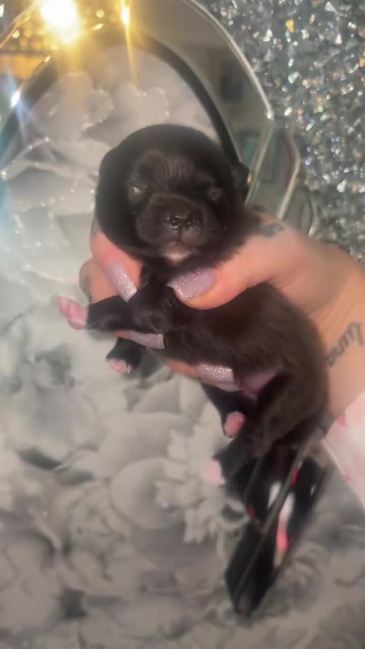 Pomeranian dogs for sale: 2 beautiful female kc poms  - Video 2