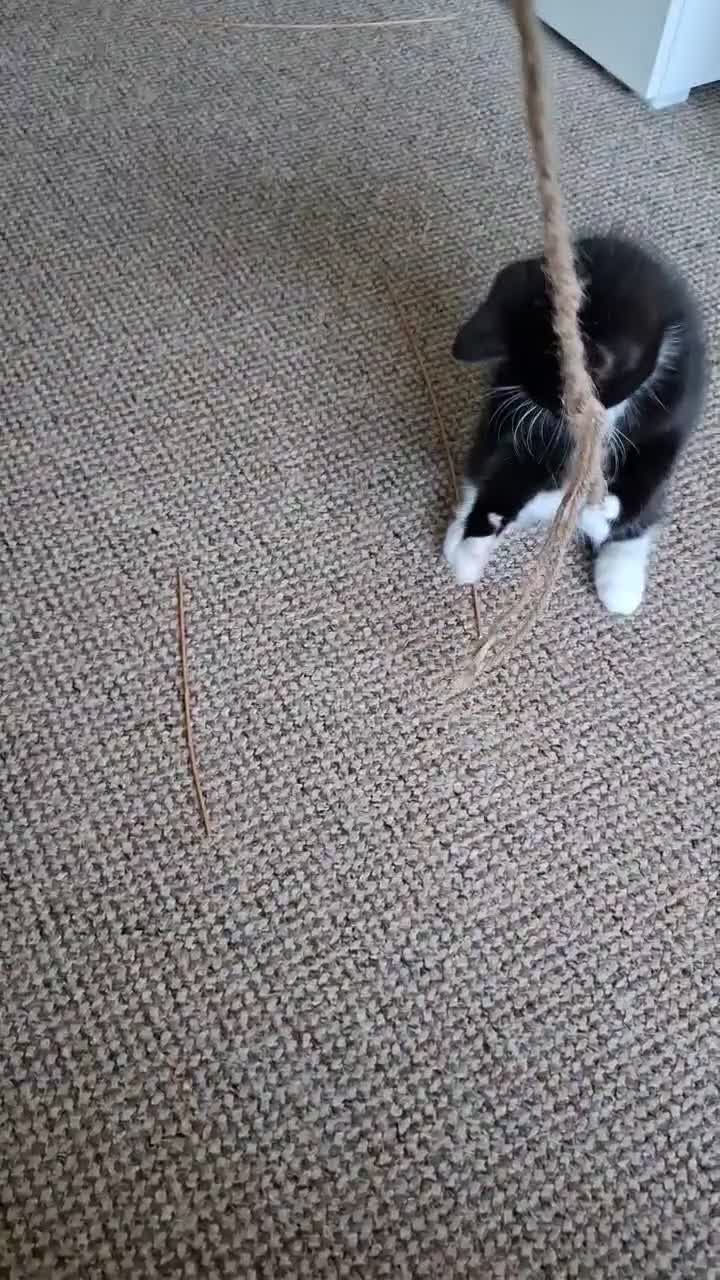 Mixed Breed cats for sale: Two little kittens looking for a home. - Video 4