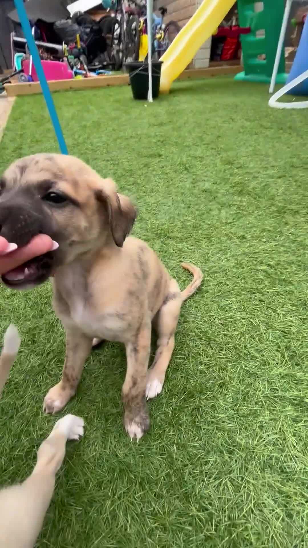 Whippet dogs for sale: Whippet puppies beautiful colours - Video 1