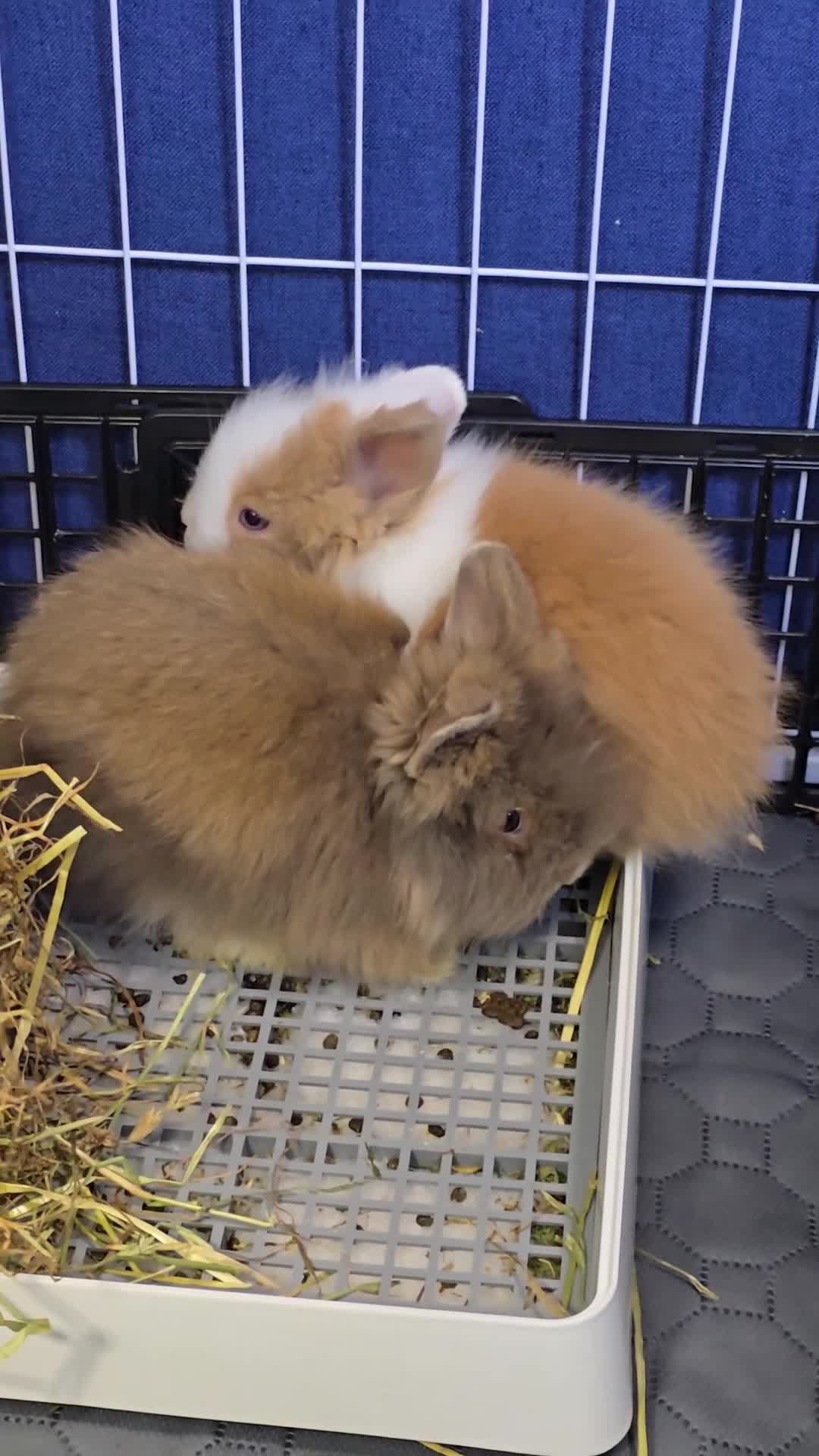 Angora rabbits for sale: Beautiful Teddy Dwergs  - Video 5