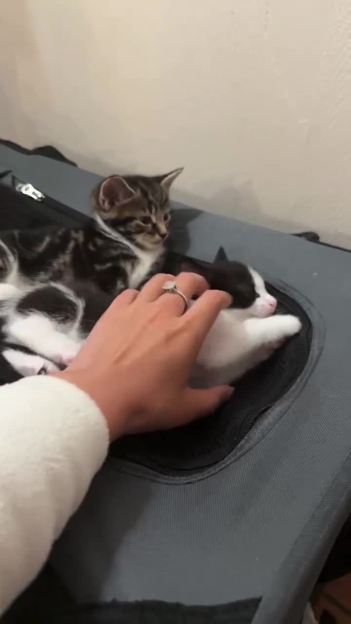 Mixed Breed cats for sale: Mixed kitten Black and white Female - Video 3