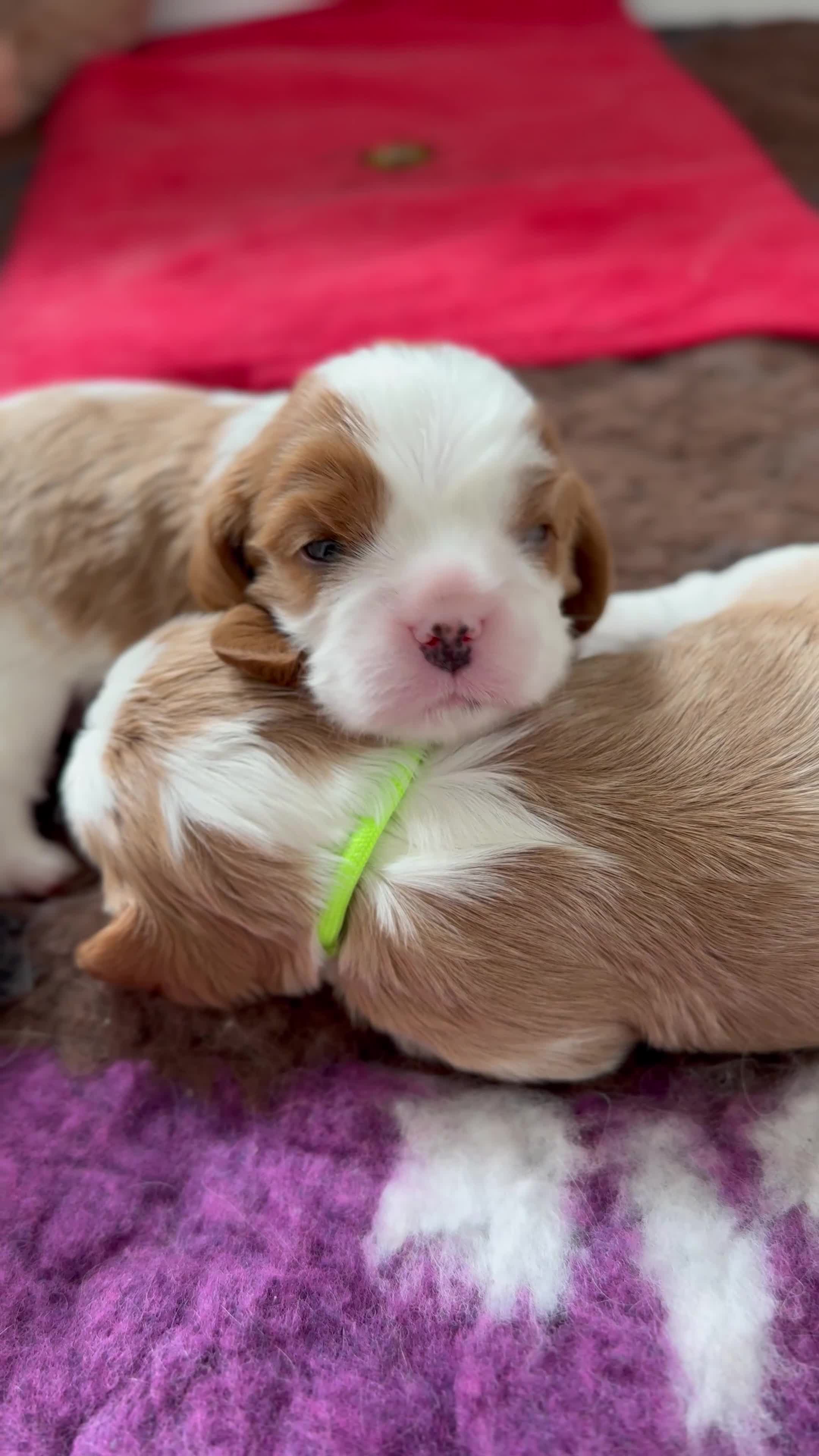 Cavalier King Charles Spaniel dogs for sale: Little Tiny Cavalier Available ❤️🐶 - Video 3
