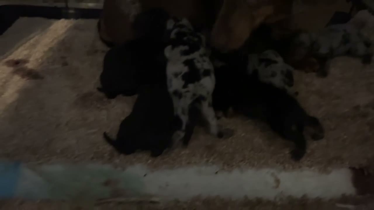 Miniature Dachshund dogs for sale: ****6 beautiful boys 💙💙*** - Video 1