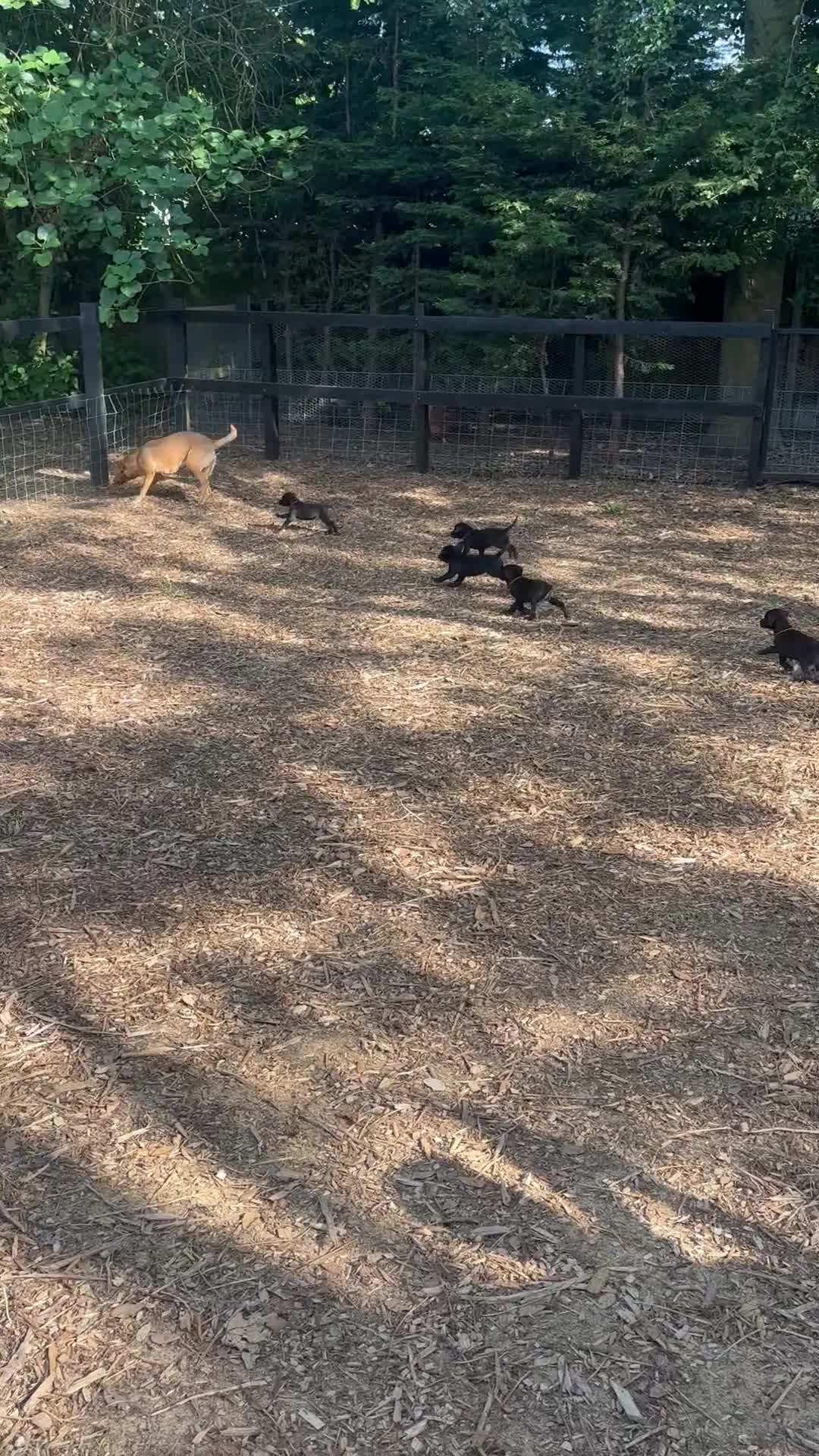 Labrador Retriever dogs for sale: 🐾  Champion Bloodline Health Tested Labradors🐾 - Video 1