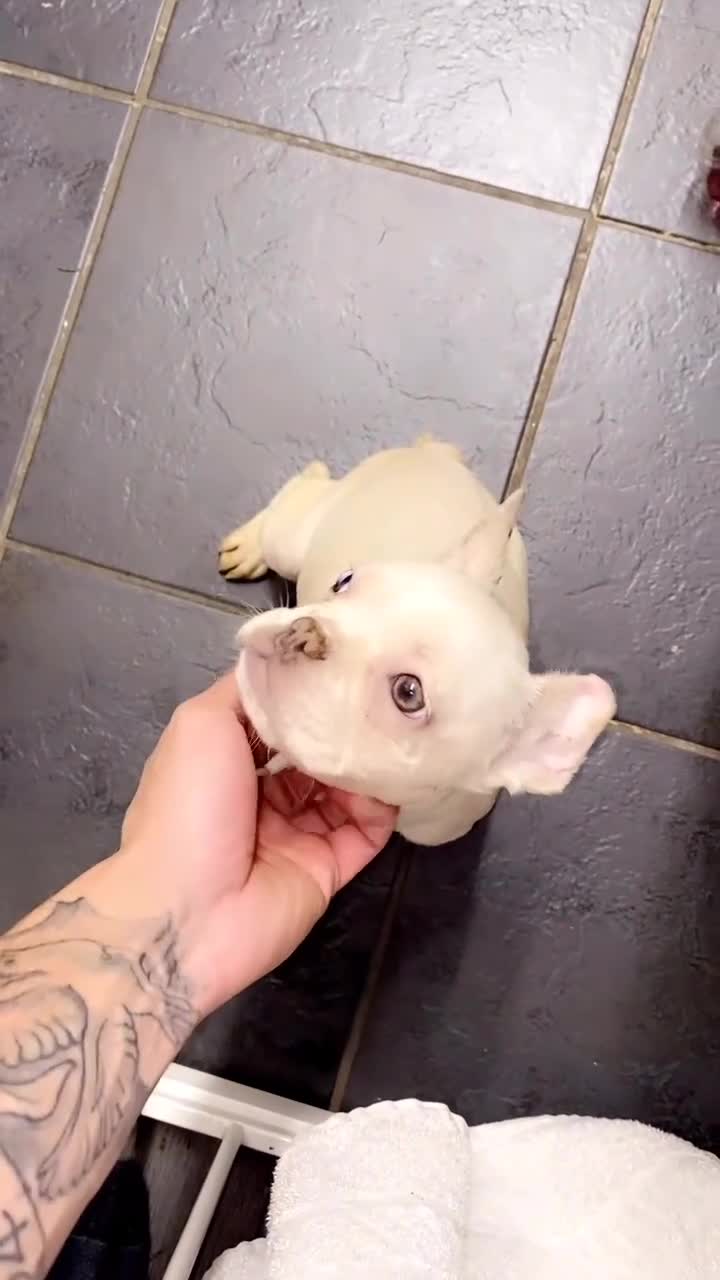 French Bulldog dogs for sale: High quality frenchies  - Video 1