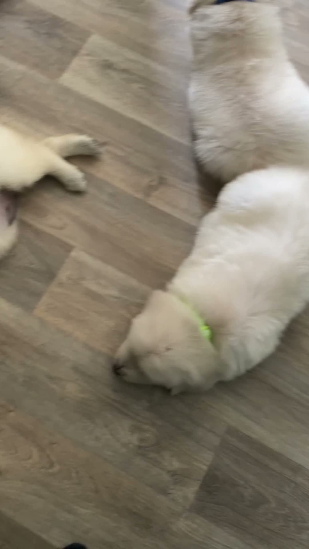 Golden Retriever dogs for sale: Kc golden retrievers  - Video 1
