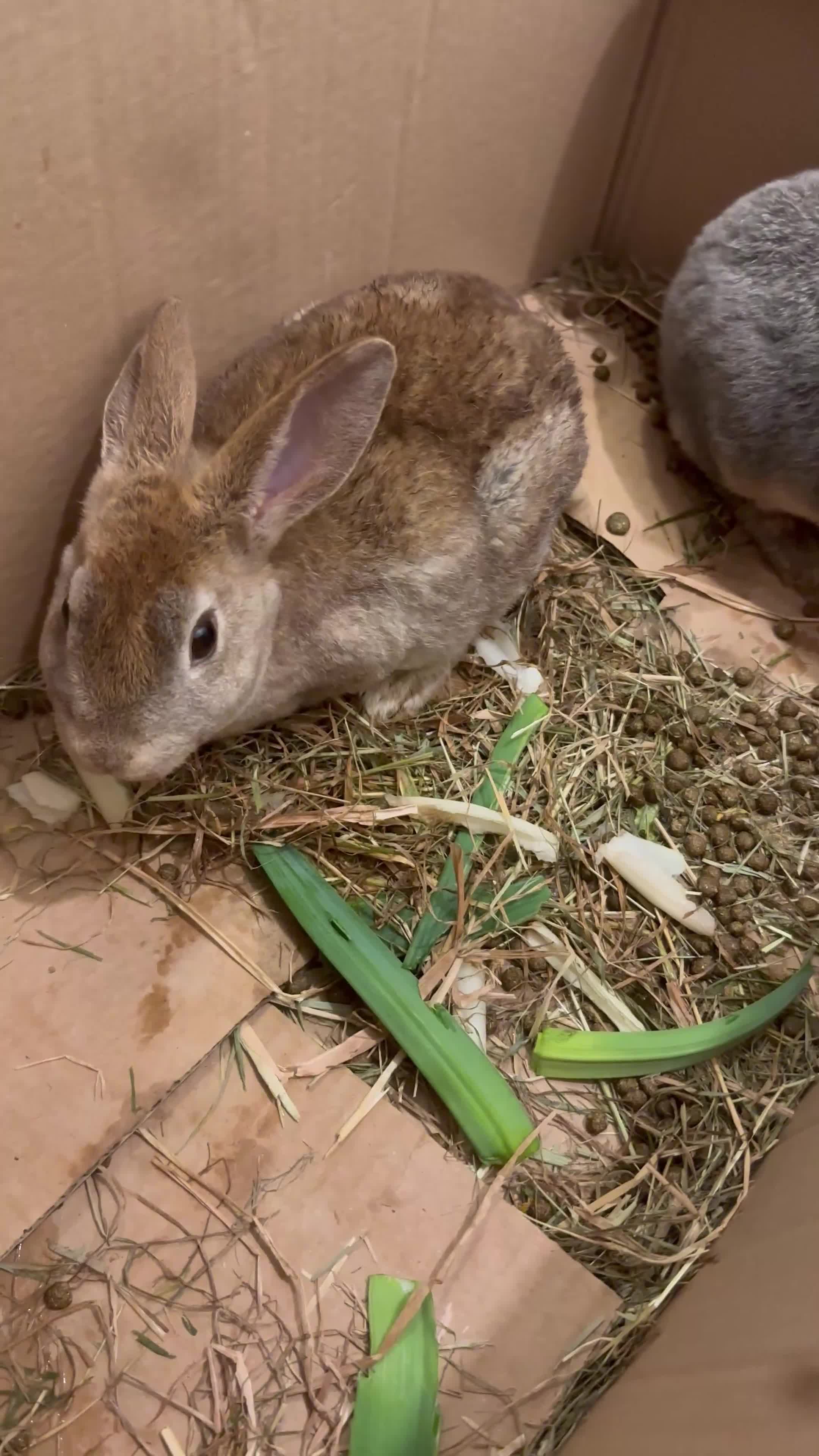 English Lop rabbits for sale: Rabbit  - Video 1