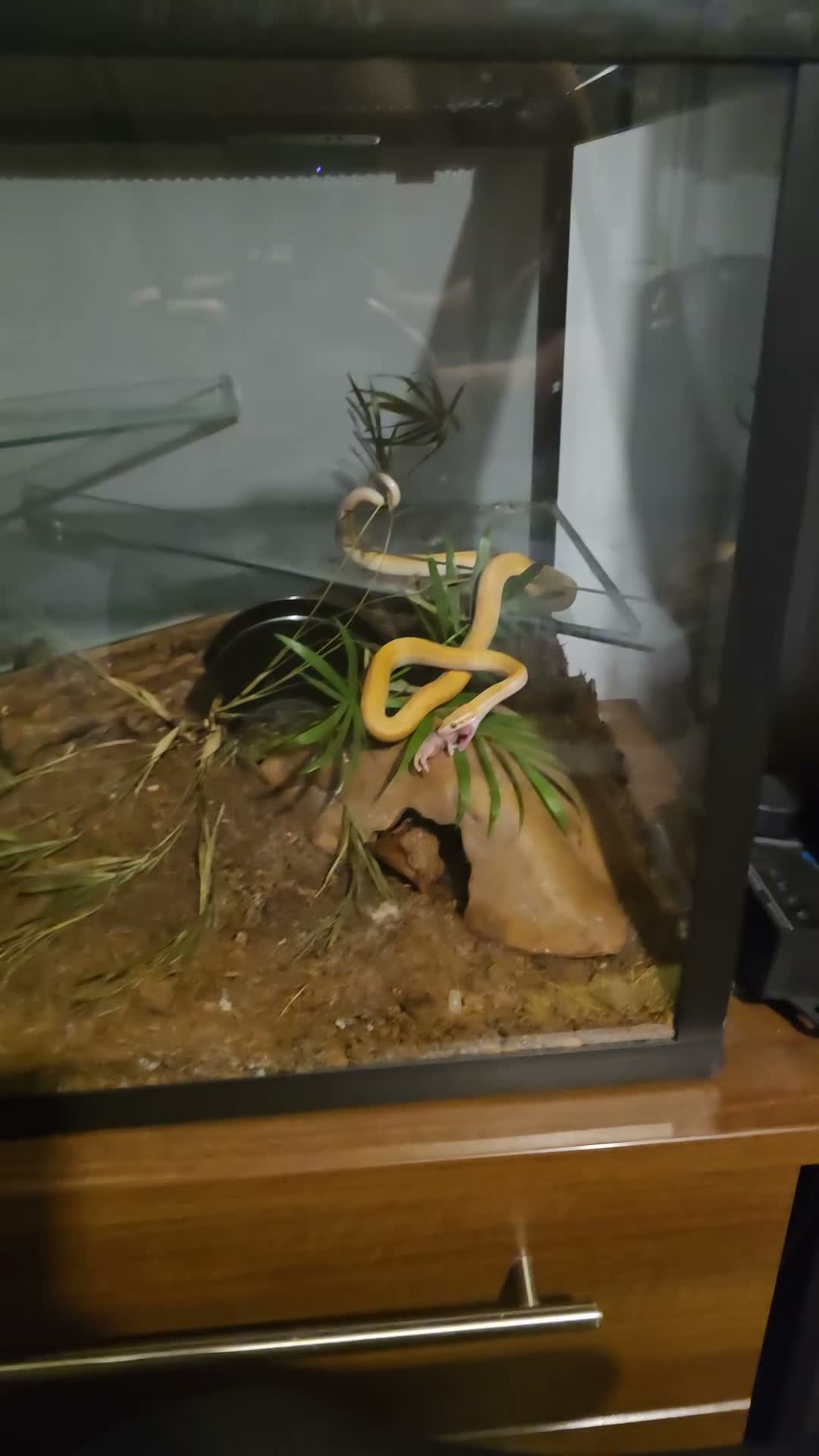 Snake reptiles for sale: Female African House Snake - Read Description in London - Video 1