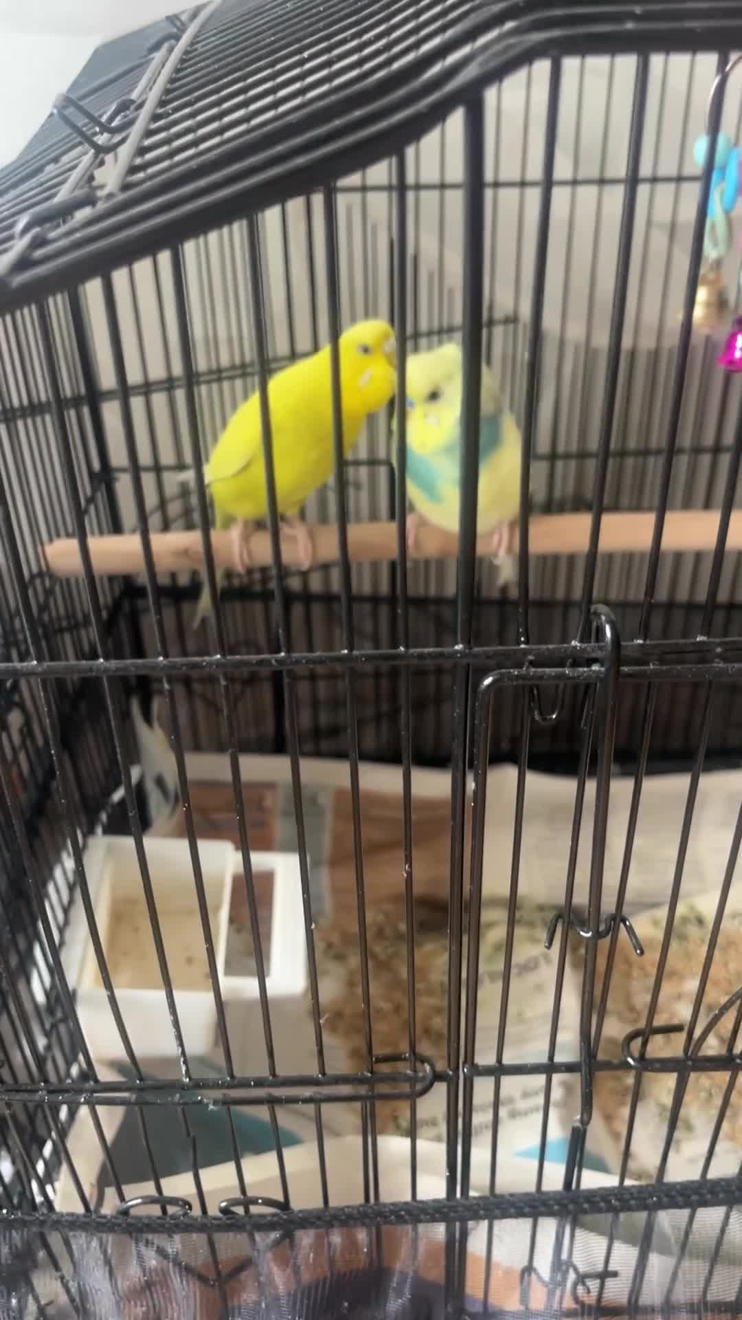 Budgerigars birds for sale: 2 Budgies - urgent sale - Video 1