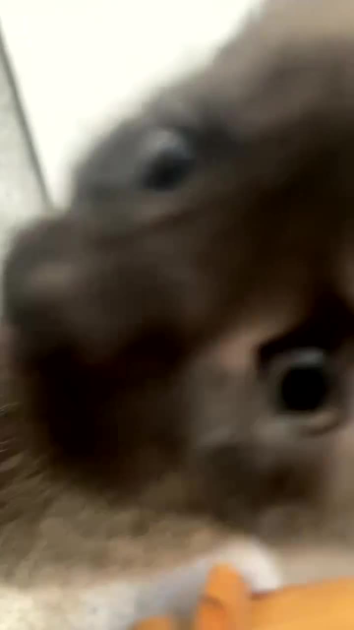 Mixed Breed cats for sale: 4 beautiful black kittens for sale!!! - Video 4