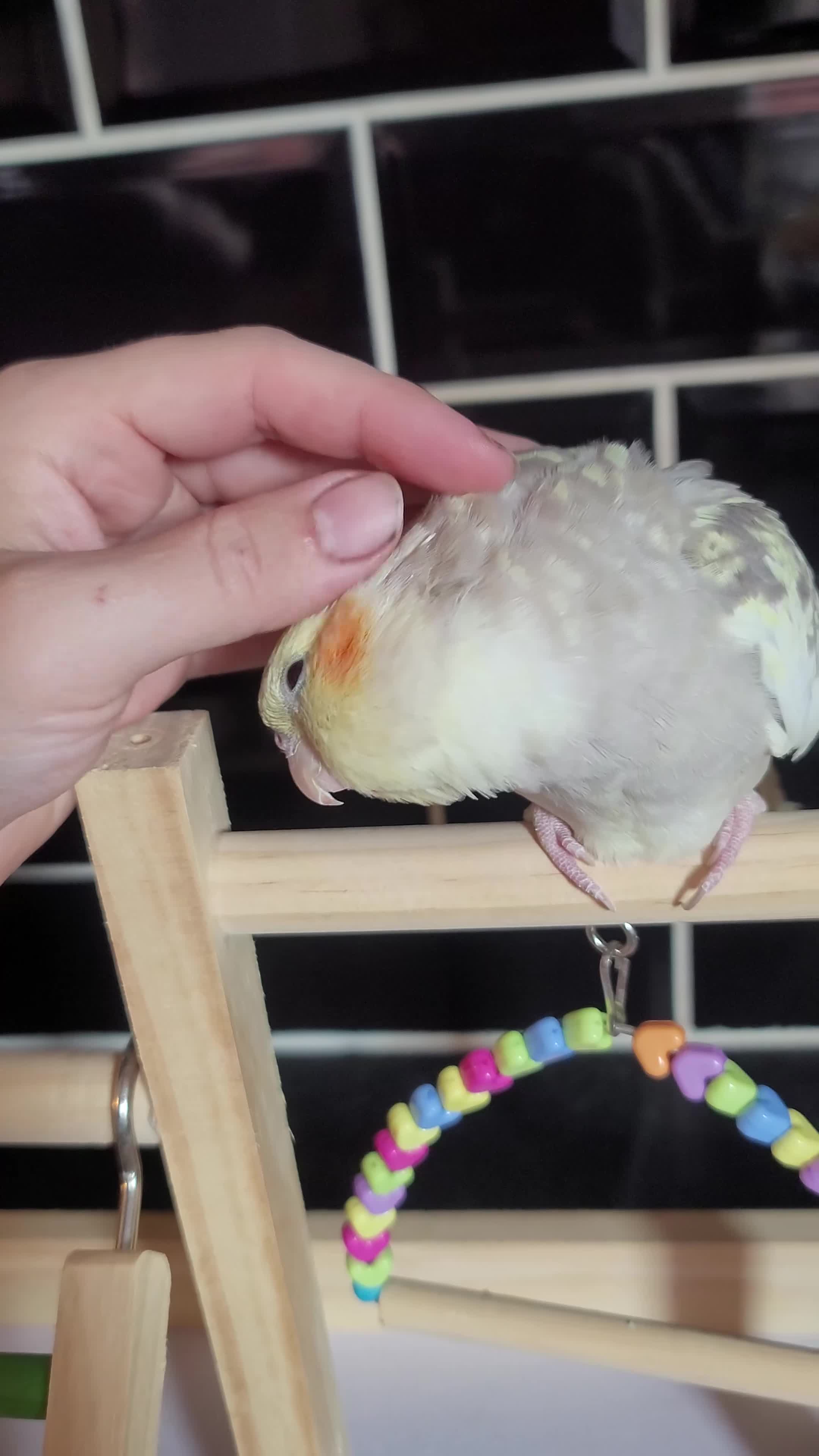 Cockatiels birds for sale: Fluffy for a new home - Video 1