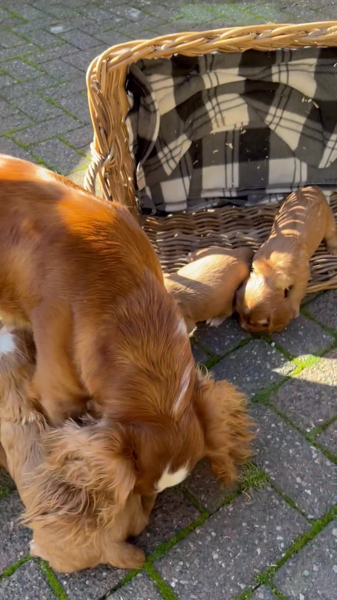 Cocker Spaniel dogs for sale: Working Cocker Spaniel pups - Video 1