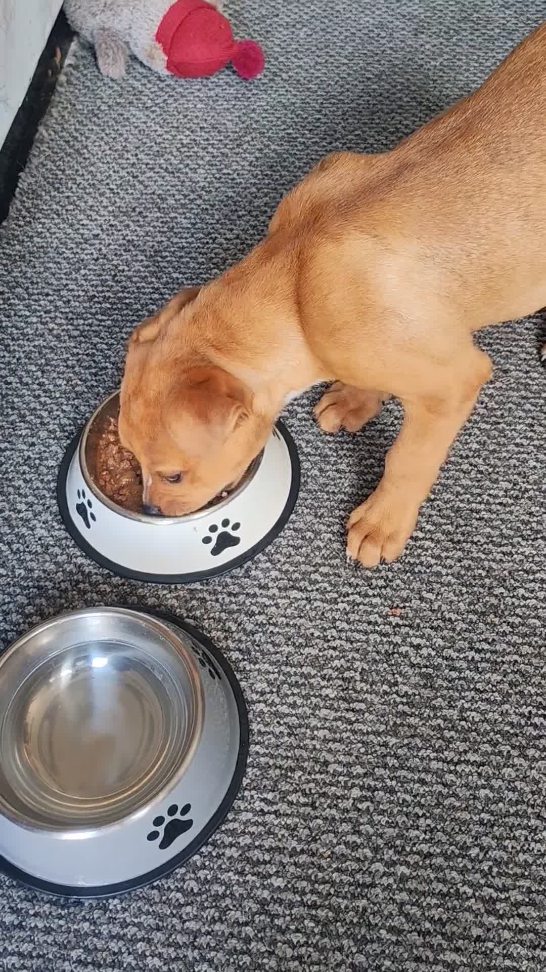 Mixed Breed dogs for sale: Handsome boy need a proper home - Video 1