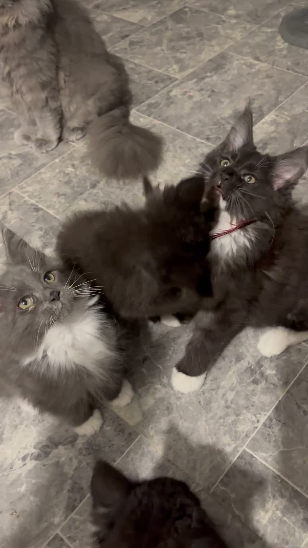 Maine Coon cats for sale: Stunning Maine coon babies very large size  - Video 1