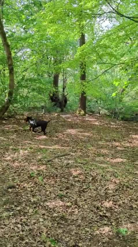 Labrador Retriever dogs for sale: Working line lab  in Sheffield - Video 1