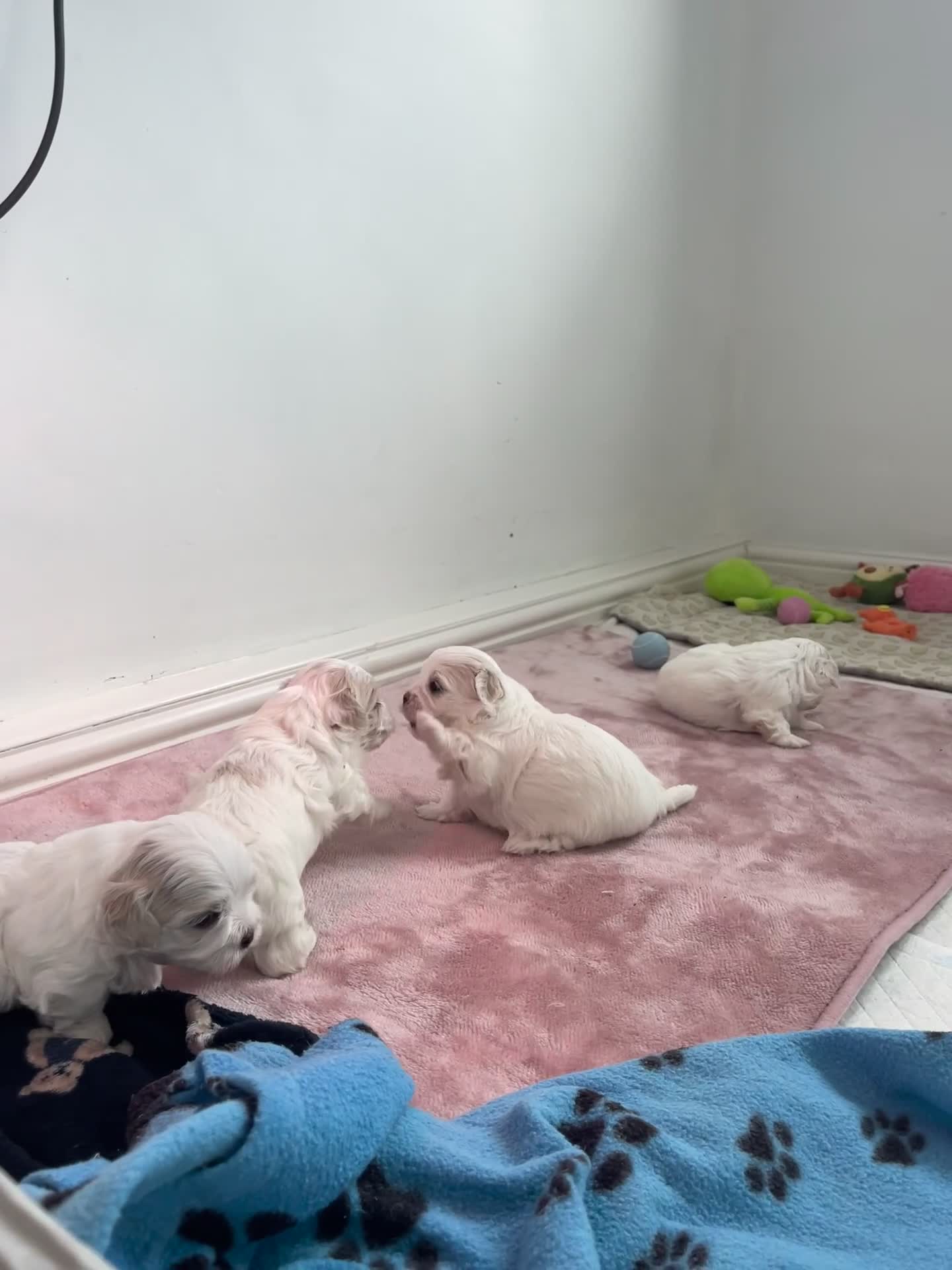 Malshi dogs for sale: Adorable Korean Maltese x Malshi puppies  - Video 3
