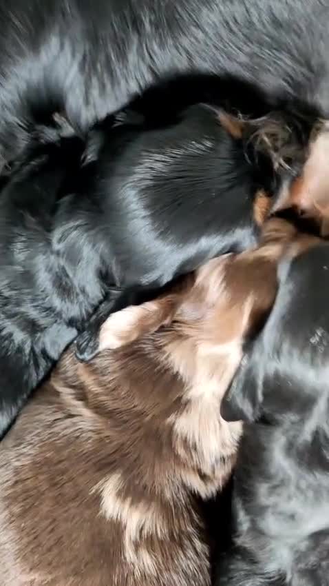 Miniature Dachshund dogs for sale: 🌟Dapple & Black Tan PRA Clear KC reg – June 26🌟 - Video 2