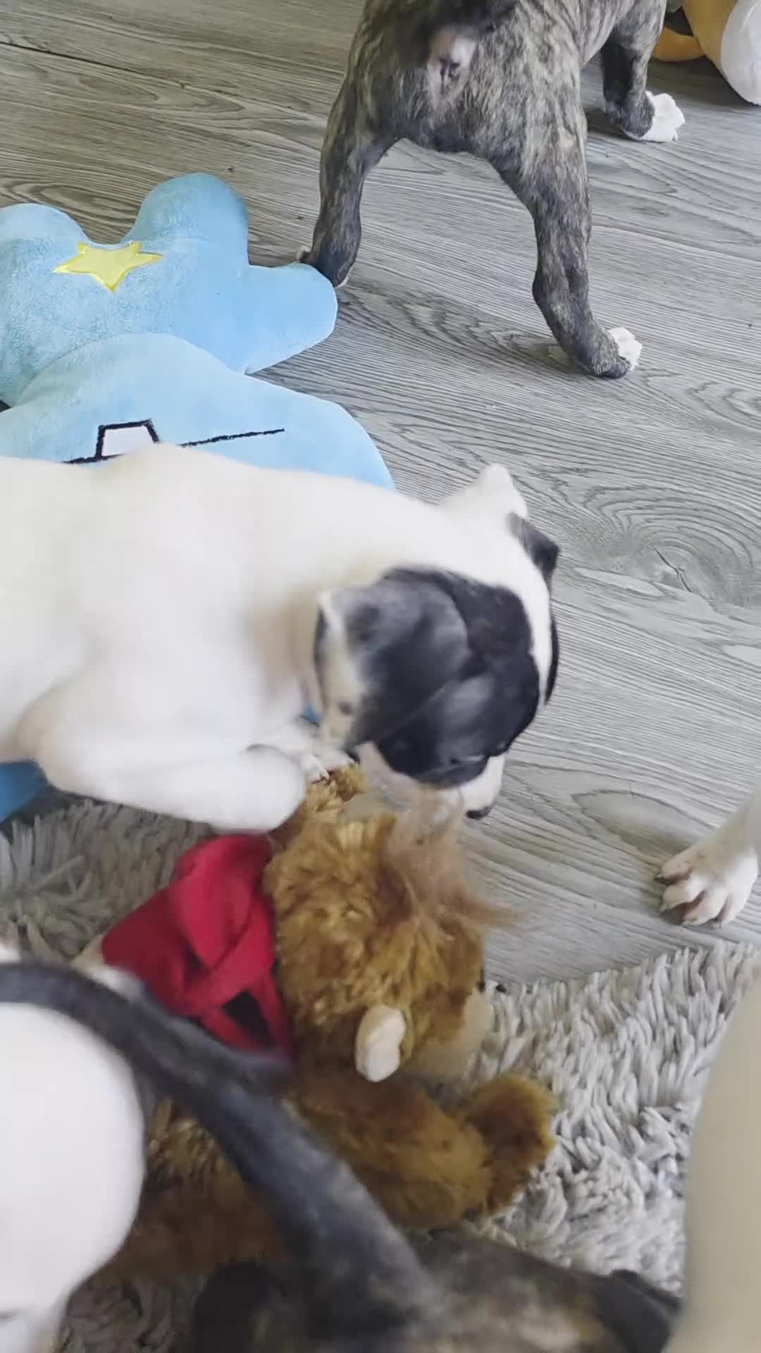 Staffordshire Bull Terrier dogs for sale: Staff puppies in Bristol - Video 2