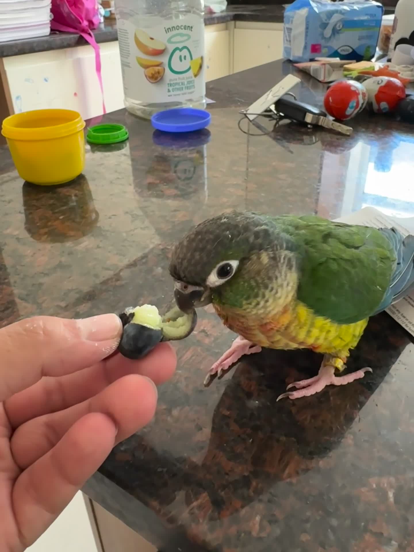 Conures birds for sale: Hand Reared Tame baby conures  - Video 3