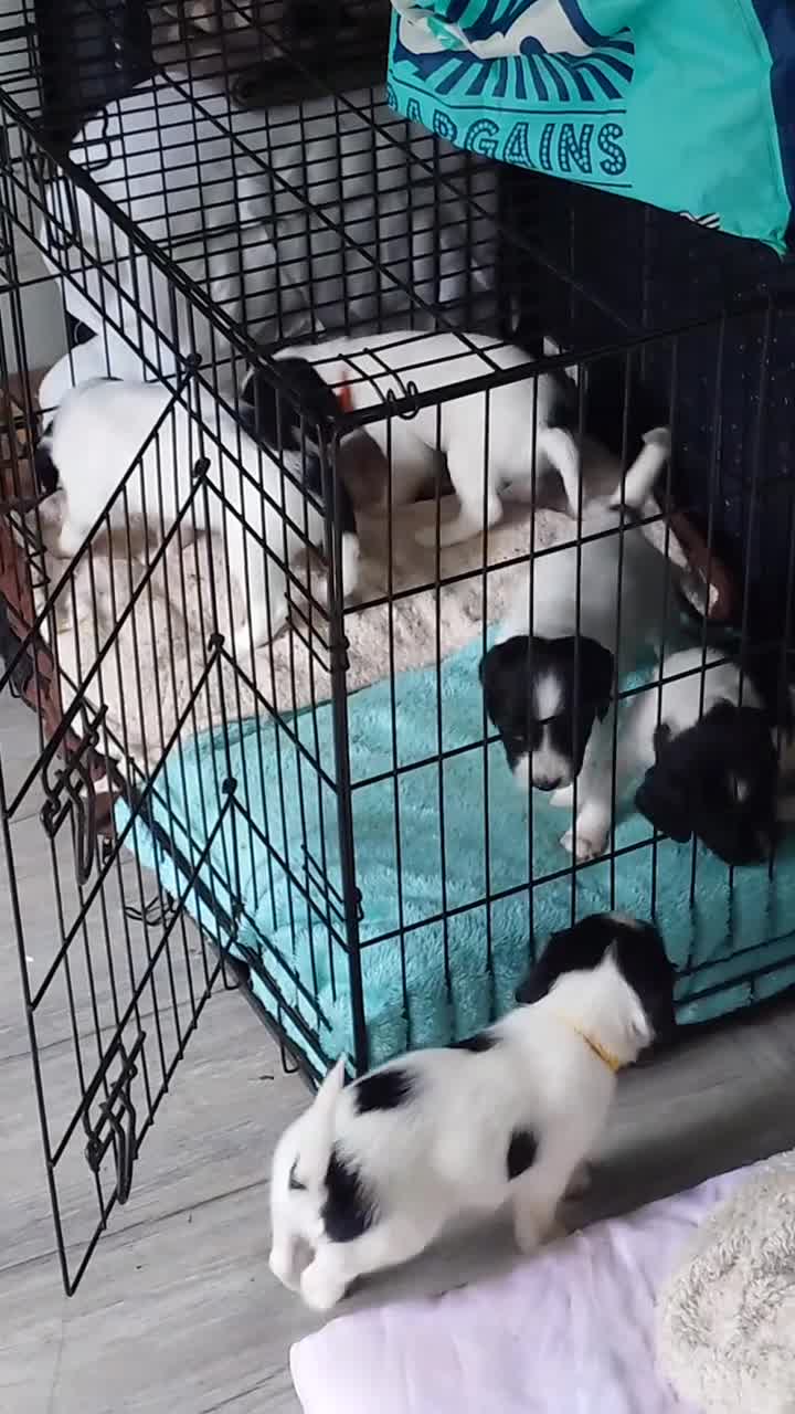 English Springer Spaniel dogs for sale: 7 x English Springer Spaniel puppies for sale - Video 4