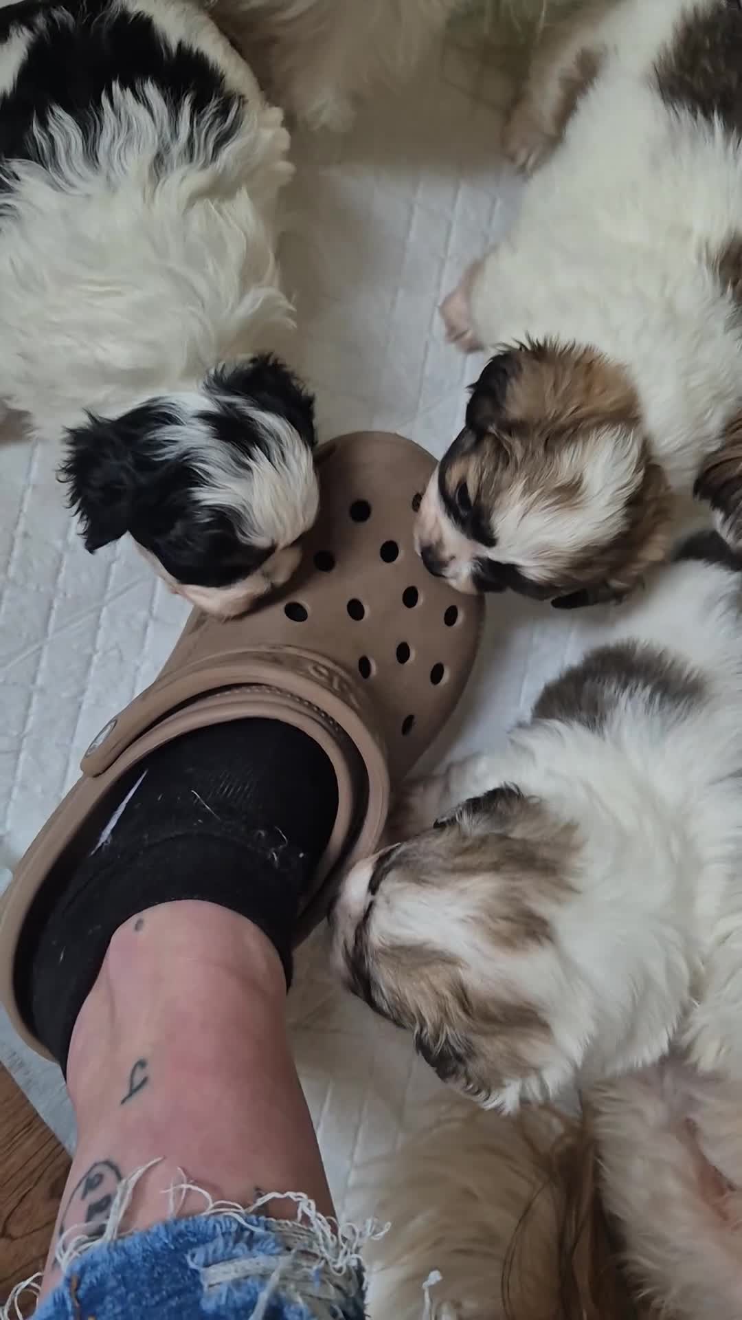 Shihpoo dogs for sale: Shihpoo puppies - Video 2