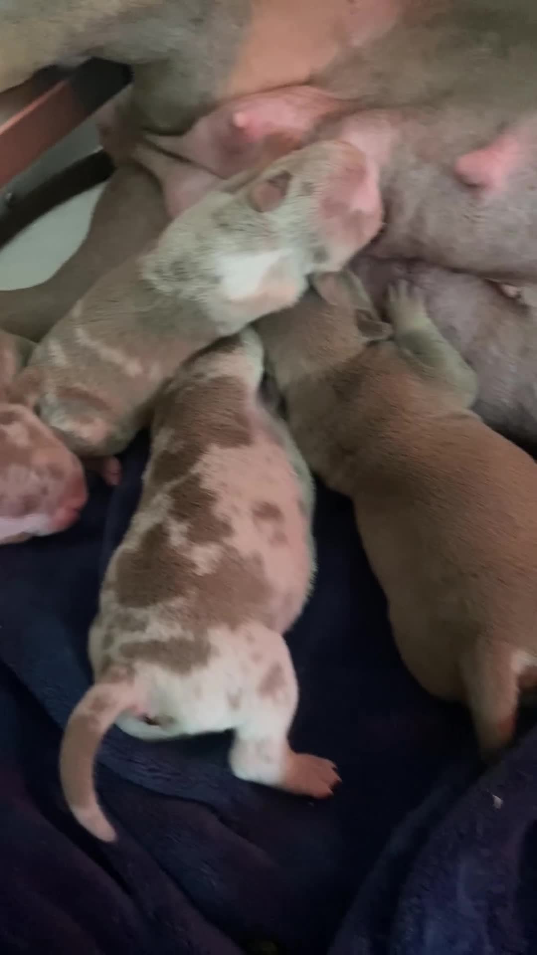 American Bully dogs for sale: American Pocket Bullys - Video 5
