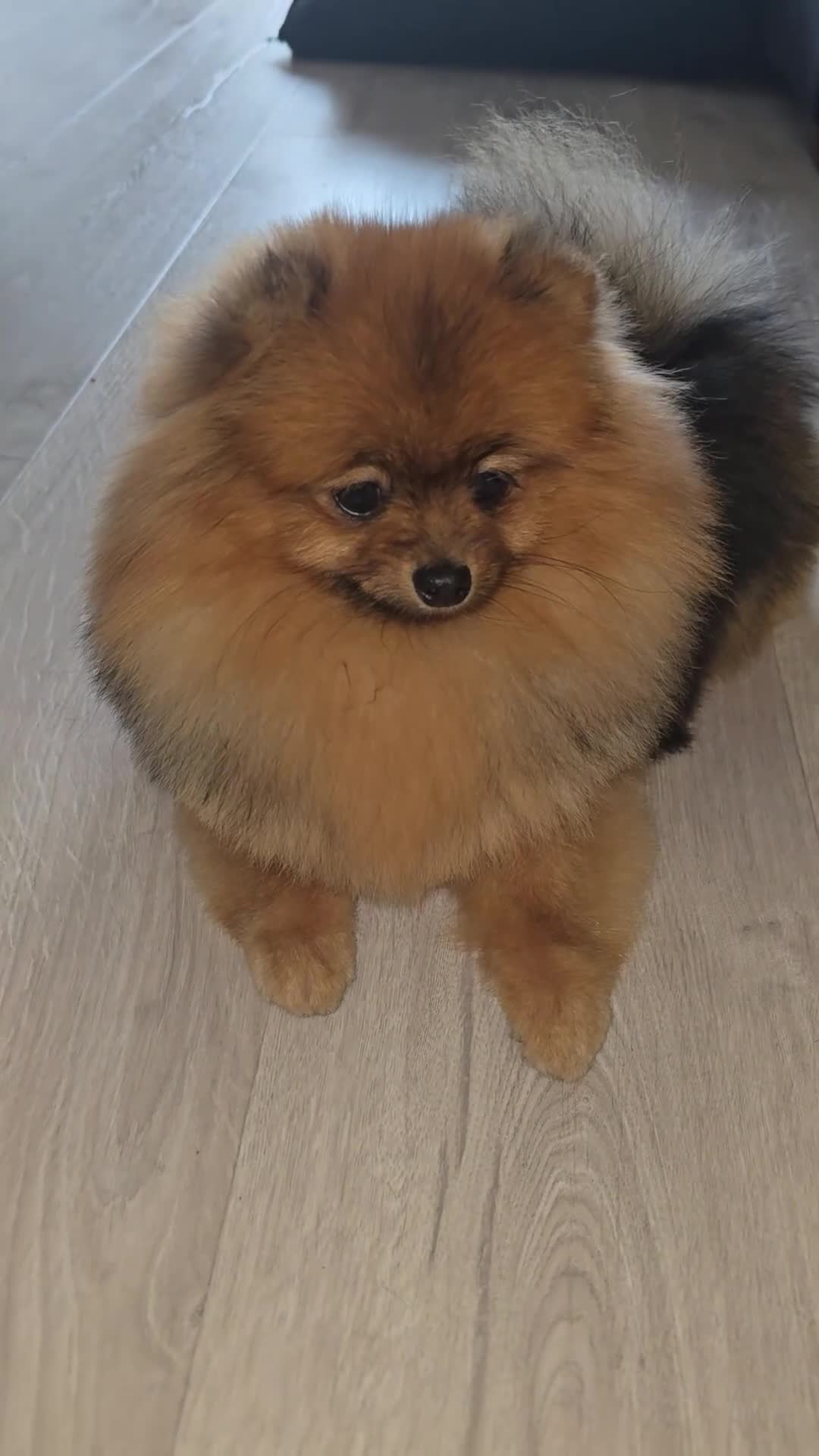 Pomeranian dogs for sale: Micro Teddy Poms Coco & Gigi - 12 & 8 Months - Video 2