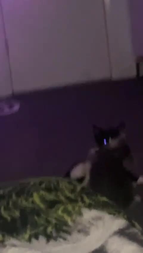 European cats for sale: Boy Cat - Video 2