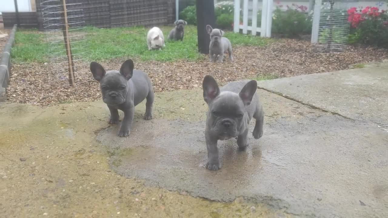 French Bulldog dogs for sale: 3 Girls - 2 Boys Frencbulldog Puppies - Video 1