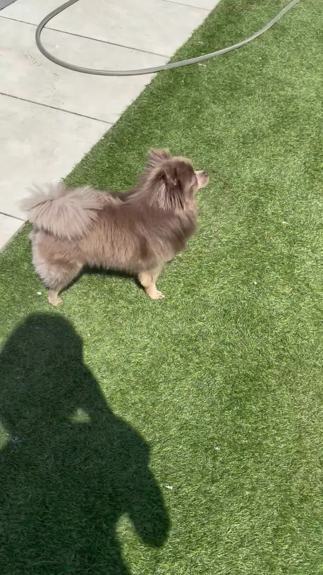 Pomchi dogs for sale: Beautiful Lilli needs a new home.  - Video 2